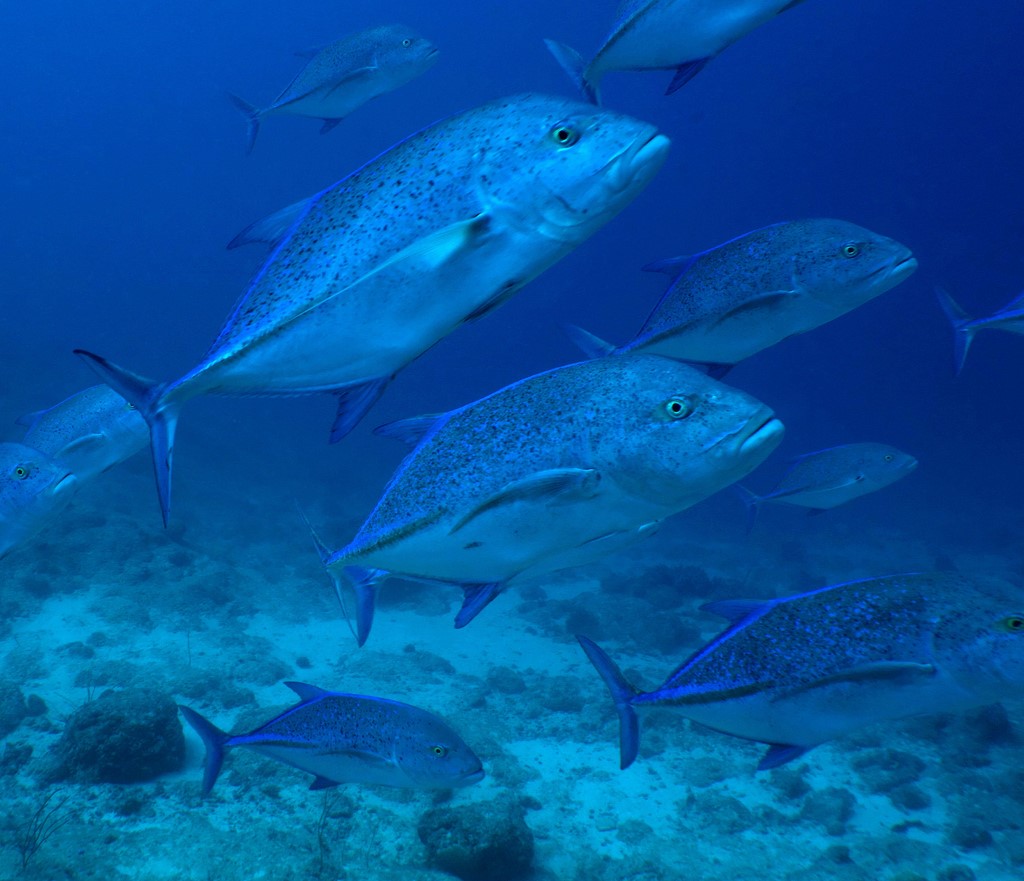 Caranx melampygus Carangue à ailes bleues Nouvelle-Calédonie