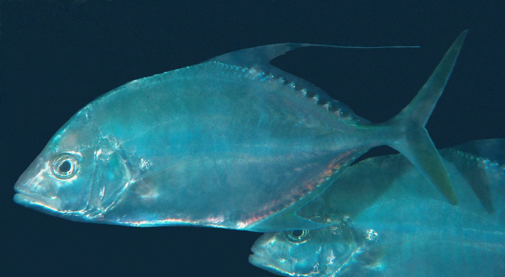 Carangichthys dinema Shadow trevally New Caledonia