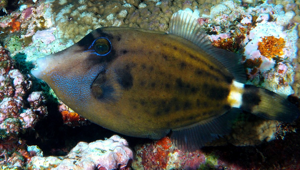 Cantherhines fronticinctus Poisson-lime à lunettes Nouvelle-Calédonie couleur grise à vert-olive