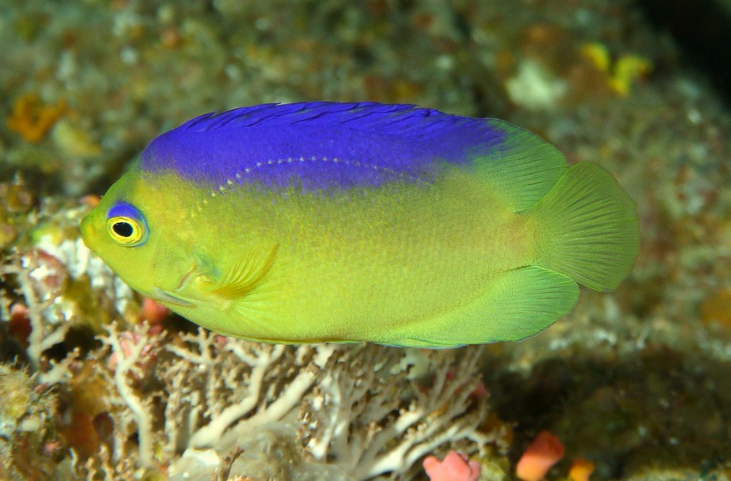 Centropyge colini Poisson-ange des îles Cocos Nouvelle-Calédonie Poisson bleu et jaune