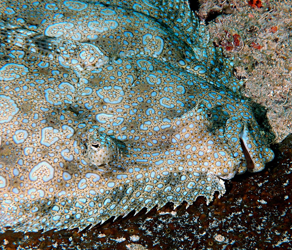 Bothus mancus Lenguado isleño Lenguado tropical Nuova Caledonia