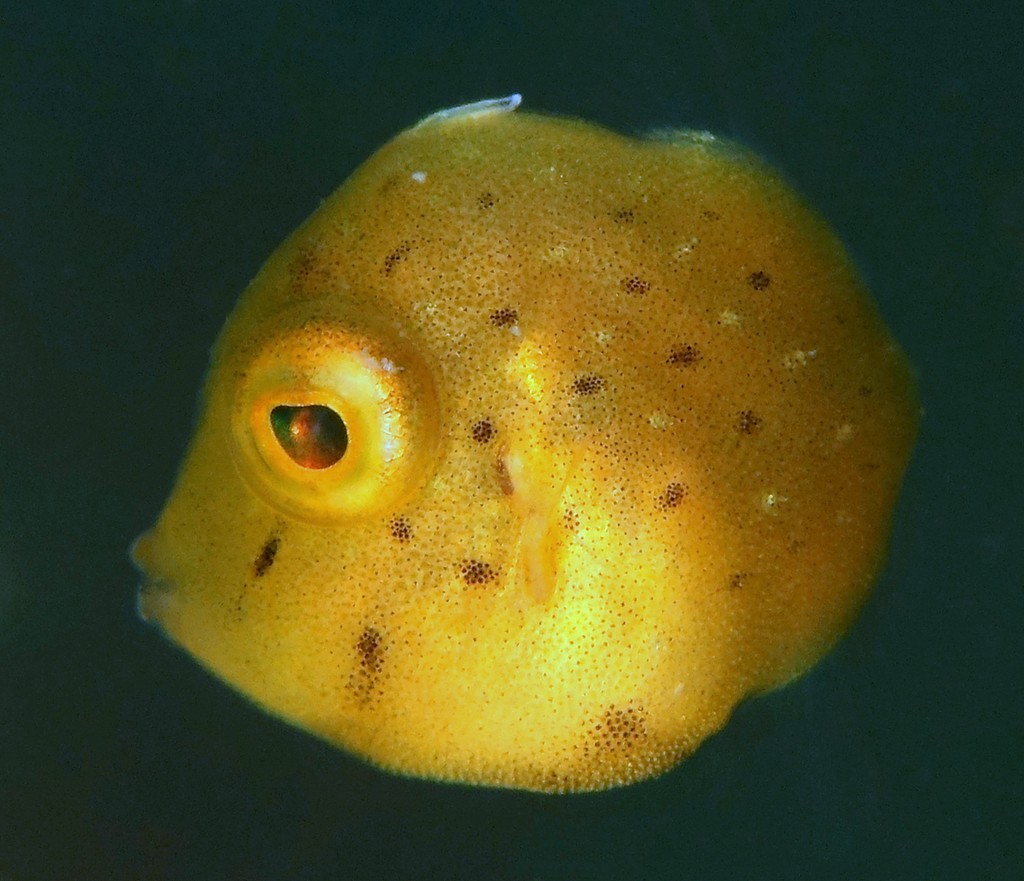 Brachaluteres jacksonianus Pigmy leatherjacket New Caledonia Juvenile Monacanthidae