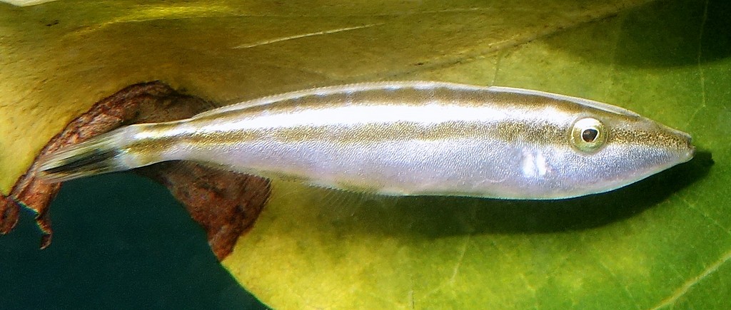 Pseudalutarius nasicornis Rhinoceros leatherjacket New Caledonia Pale brown to grey in color