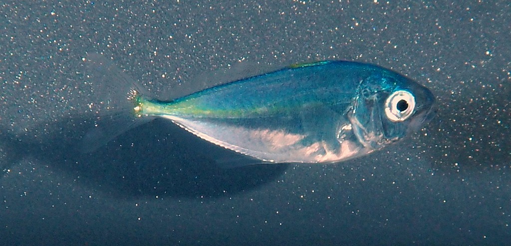 Pseudocaranx dentex Blue trevally New Caledonia Juvenile swimming in the curent
