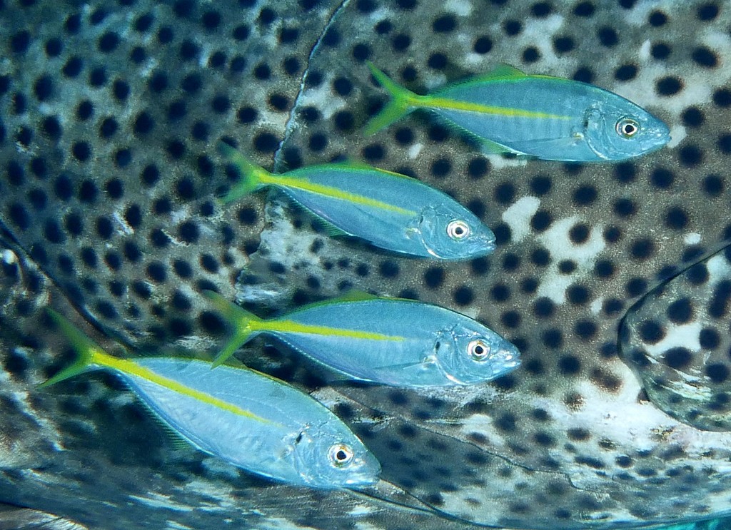 Pseudocaranx dentex Carangue à ligne jaune Nouvelle-Calédonie Juvénile et loche passe de Boulari