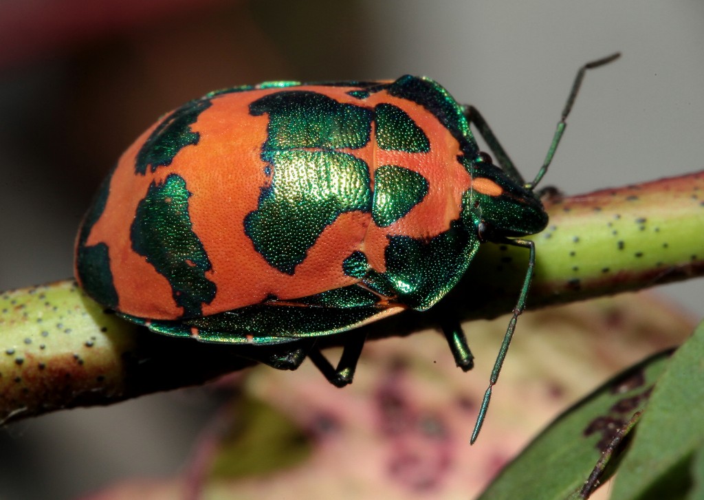 TECTOCORIS DIOPHTHALMUS THUNBERG 1783 