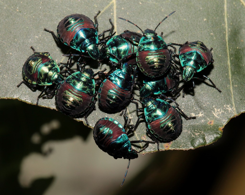 Tectocoris diophthalmus Cotton Harlequin Bug Insect New Caledonia Scutelleridae feed on many species of the Hibiscus family