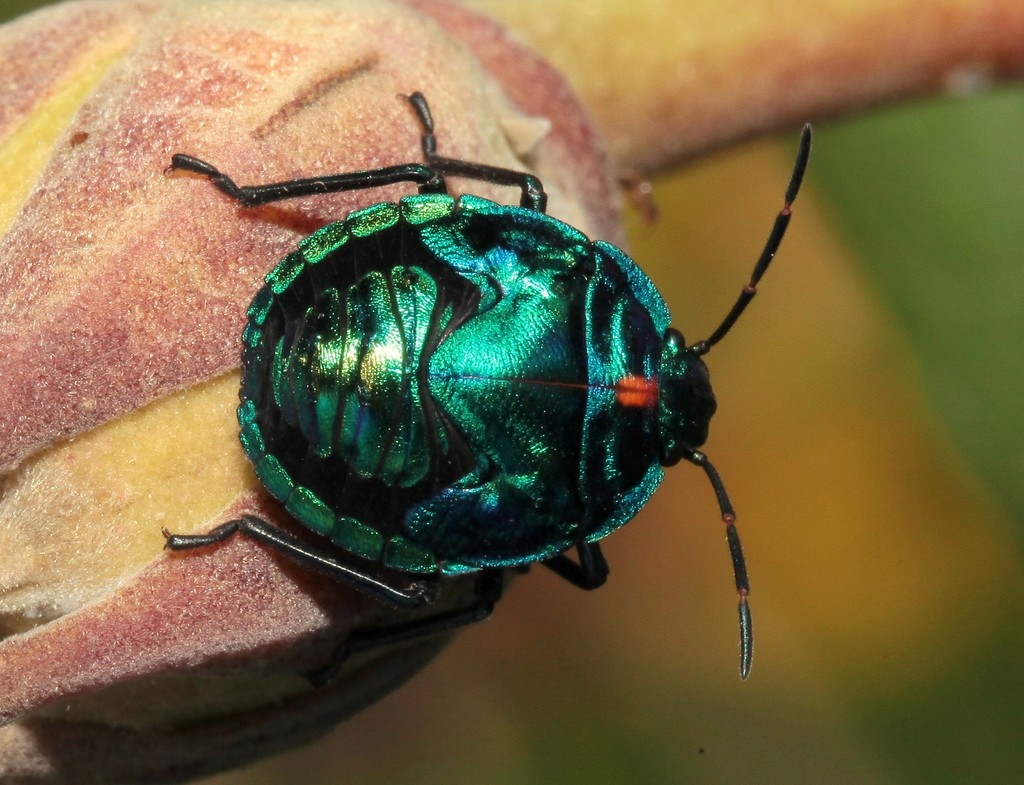 TECTOCORIS DIOPHTHALMUS - (THUNBERG, 1783)