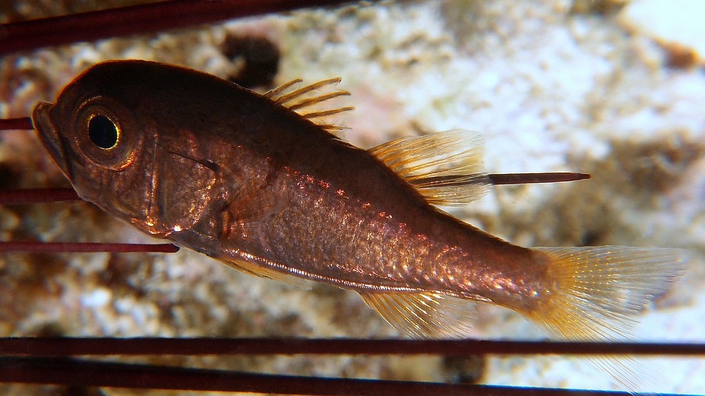 Siphamia fuscolineata 大面侧仔 新喀里多尼亞