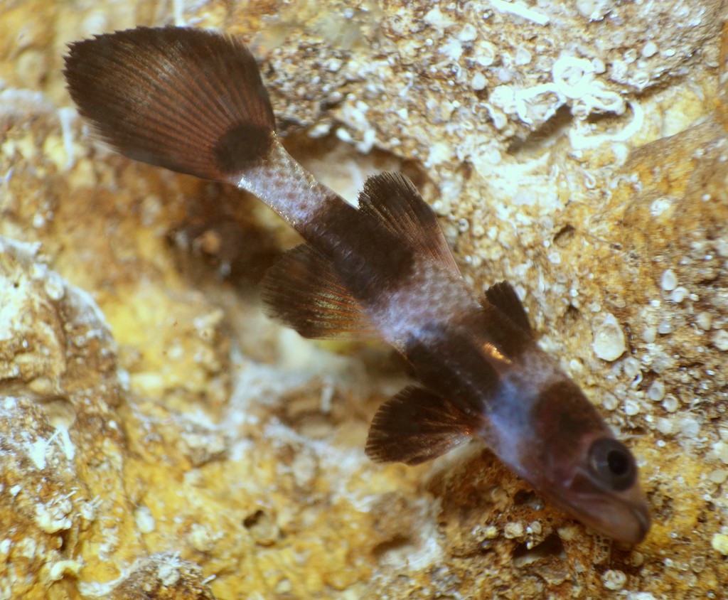 Pseudamia zonata Poisson cardinal à queue d'éventail Nouvelle-Calédonie plongée sous-marine en grotte faune