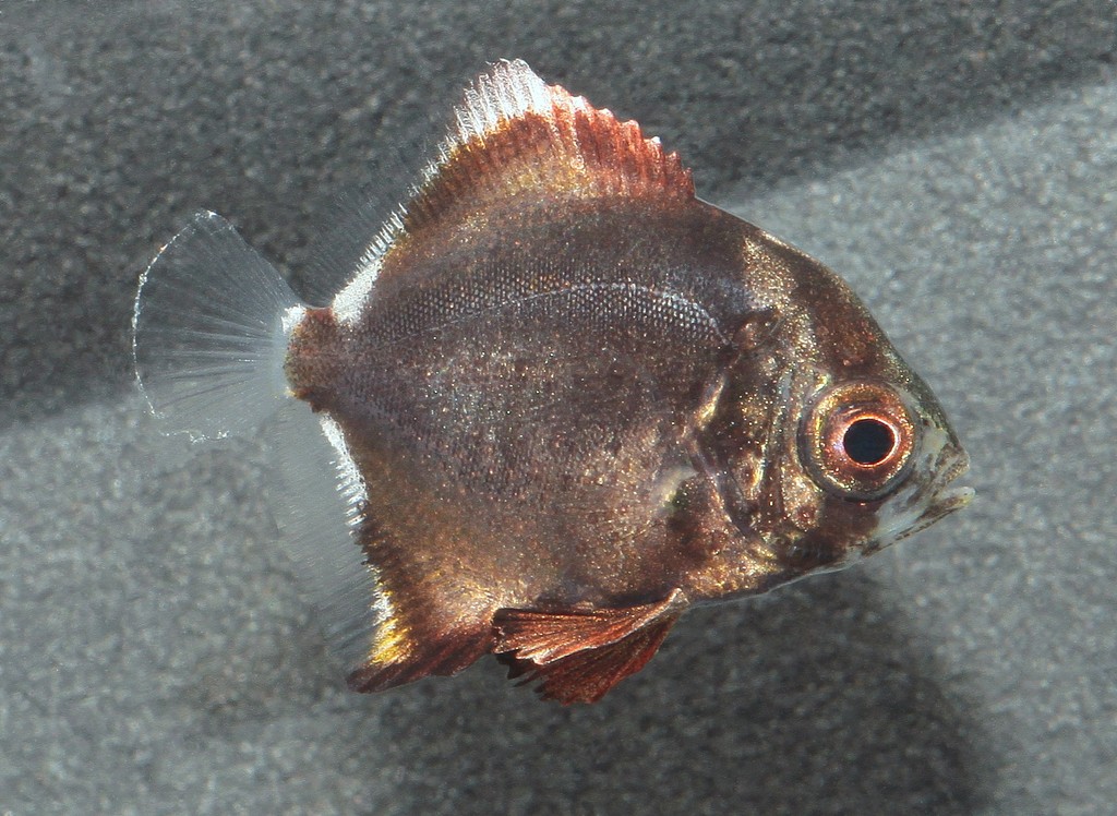 Monodactylus argenteus Silver moony Juvenile 10 mm New Caledonia Fish collection boat marina
