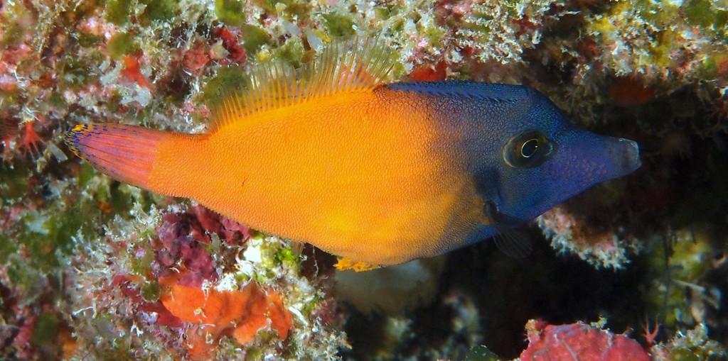 Pervagor melanocephalus ヌリワケカワハギ ニューカレドニア