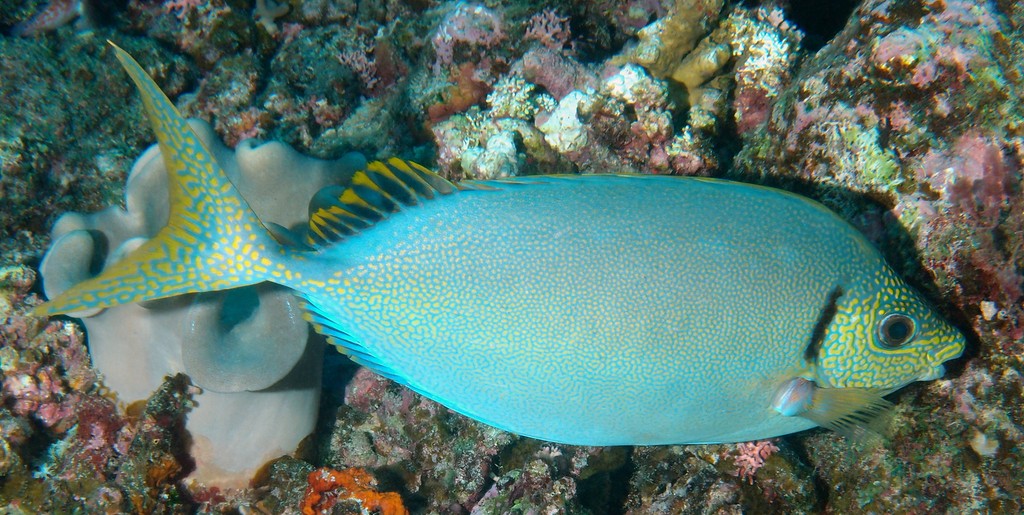 Siganus woodlandi Woodland rabbitfish New Caledonia fishes collection