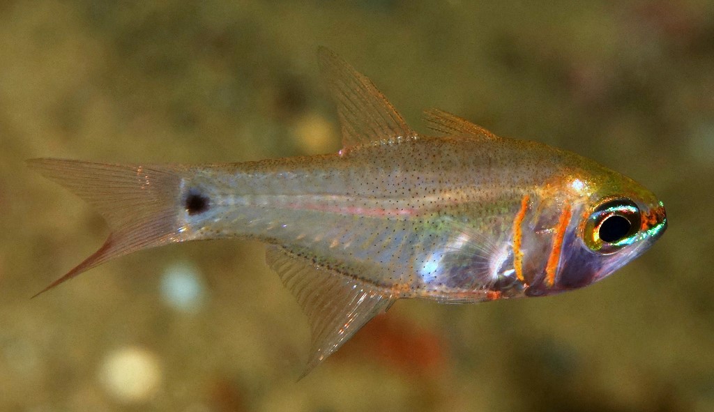 Taeniamia zosterophora Apogon à ceinture noire Nouvelle-Calédonie Deux traits verticaux orange vif sur l'opercule