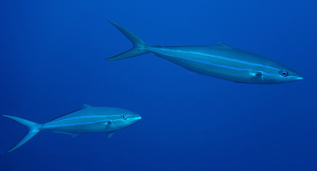 Elagatis bipinnulata Coureur arc-en-ciel Nouvelle-Calédonie 