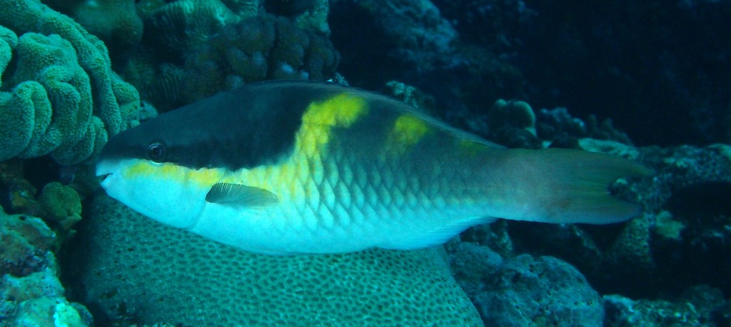 Scarus oviceps Perroquet à capuchon combre Juvénile Nouvelle-Calédonie poisson perroquet