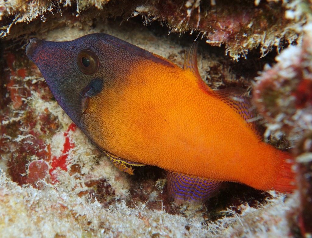 Pervagor melanocephalus 黑頭前角魨 新喀里多尼亞