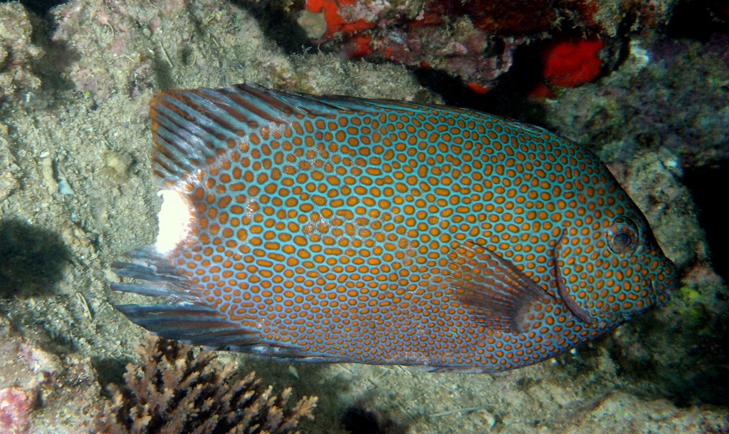 Siganus punctatus ブチアイゴ  ニューカレドニア
