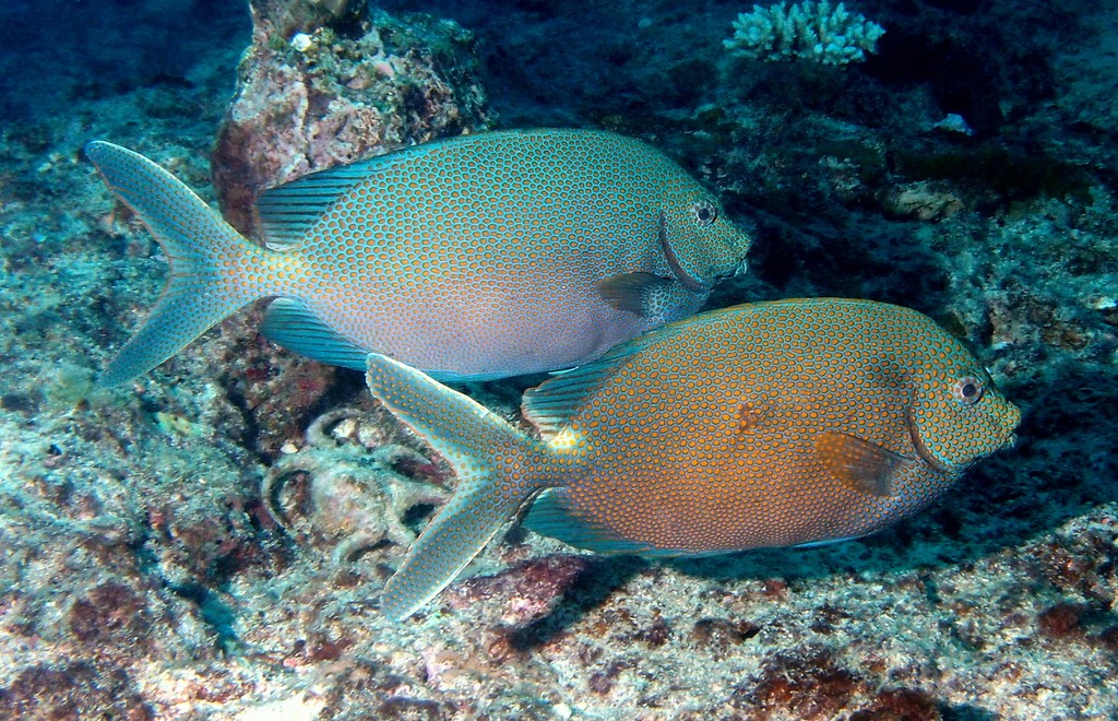 Siganus punctatus ブチアイゴ ニューカレドニア カップルの魚