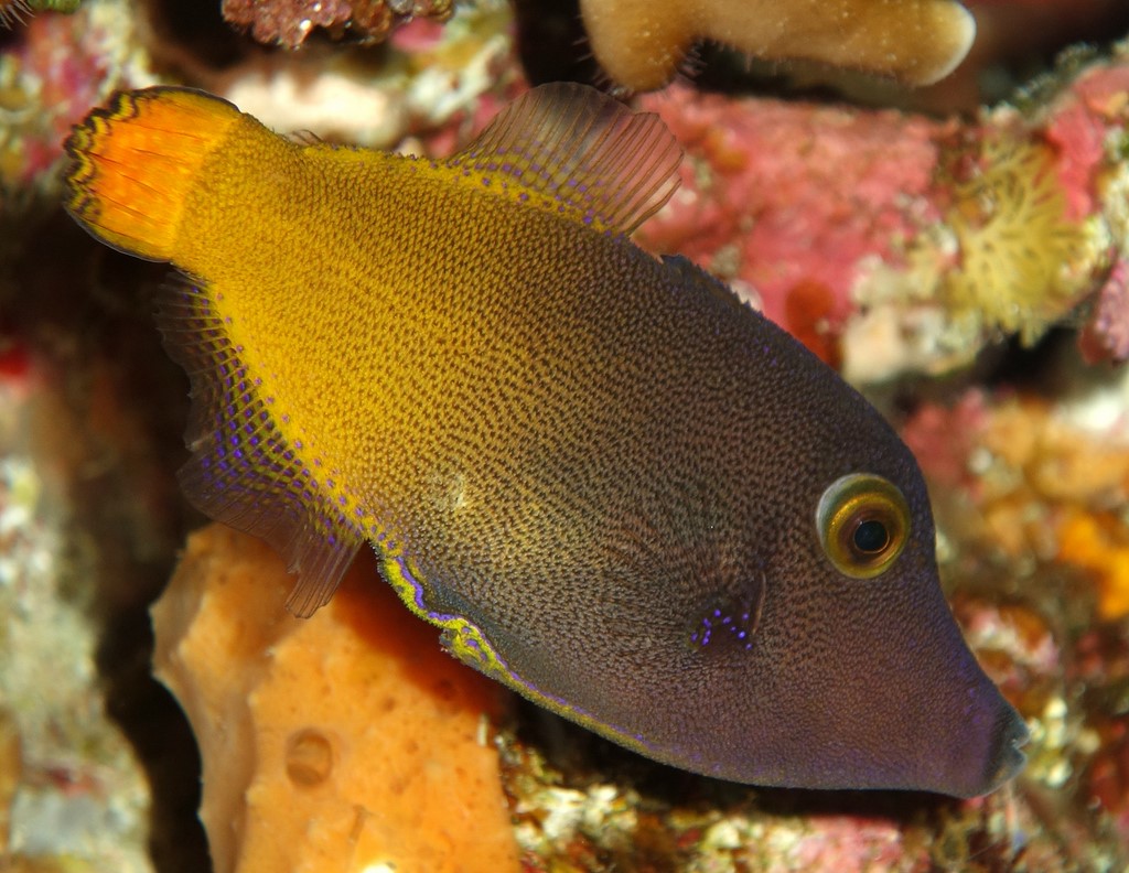 Pervagor aspricaudus Poisson-lime à queue orange Nouvelle-Calédonie poisson des passes
