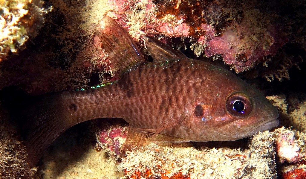 Pristicon trimaculatus Misuji-akahire-ishimochi ミスジアカヒレイシモチ ニューカレドニア