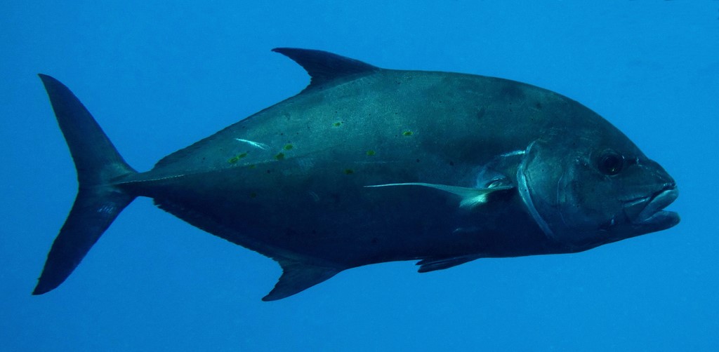 Ferdauia orthogrammus Island jack New Caledonia black morph
