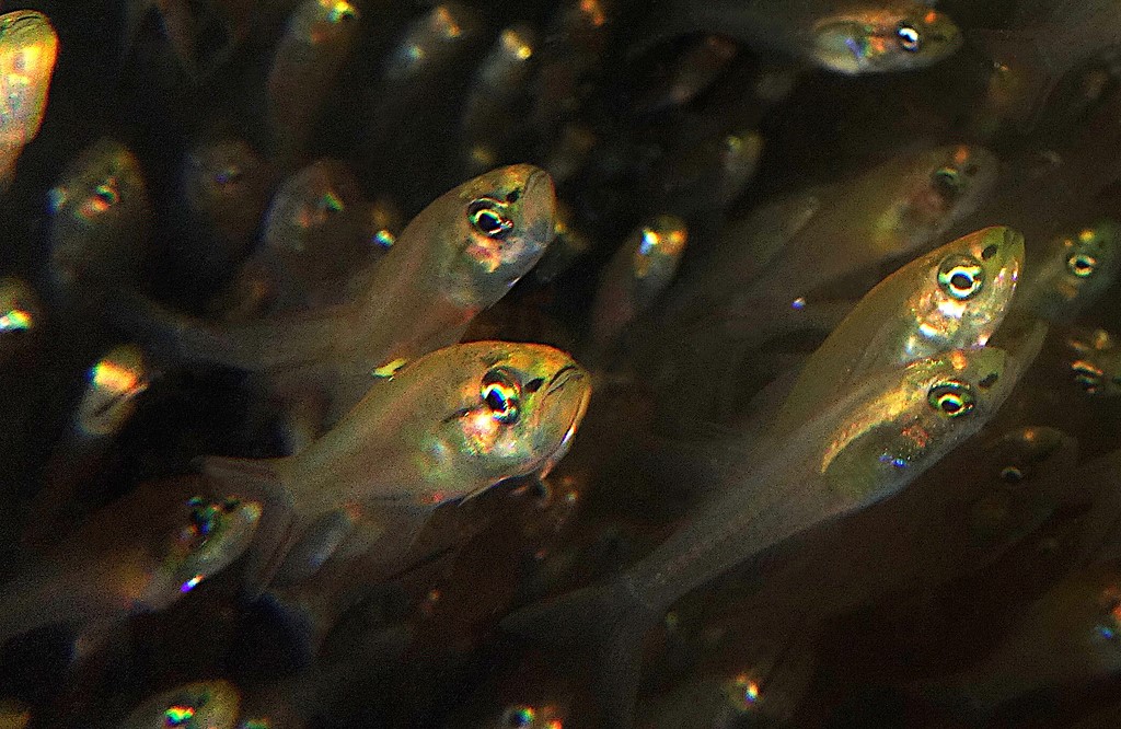 Verulux cypselurus Swallowtail cardinalfish New Caledonia