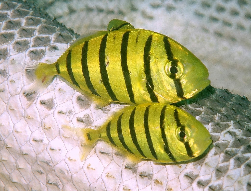 Gnathanodon speciosus Pampano boquipenda