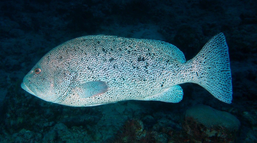 Epinephelus cyanopodus Tsuchihozeri ツチホゼリ ニューカレドニア