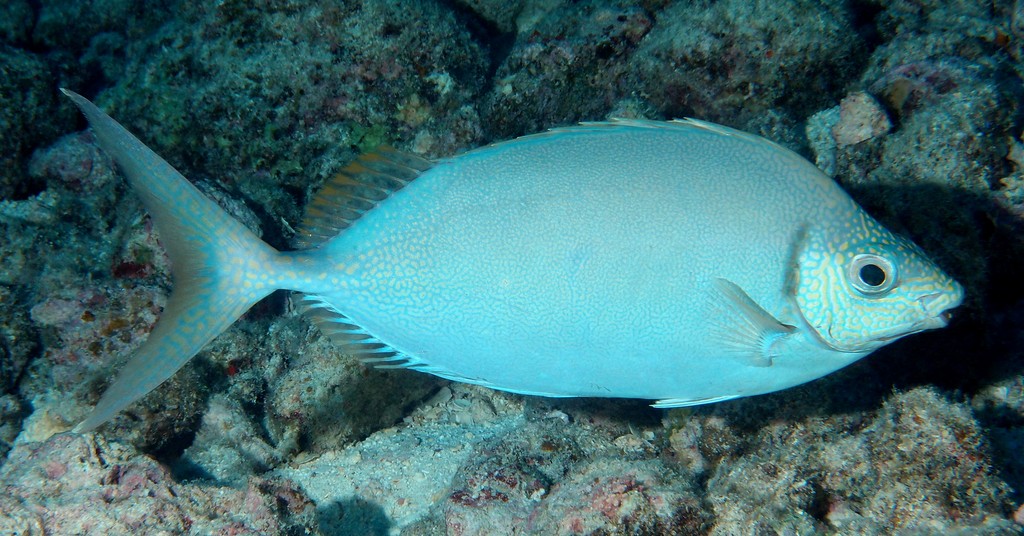 Siganus woodlandi poisson-lapin de Woodland Nouvelle-Calédonie