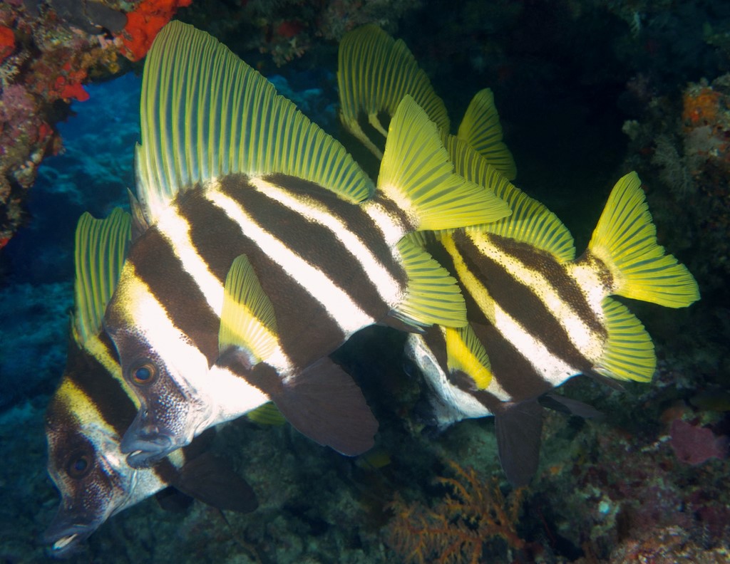 Evistias acutirostris Tengudai テングダイ ニューカレドニア