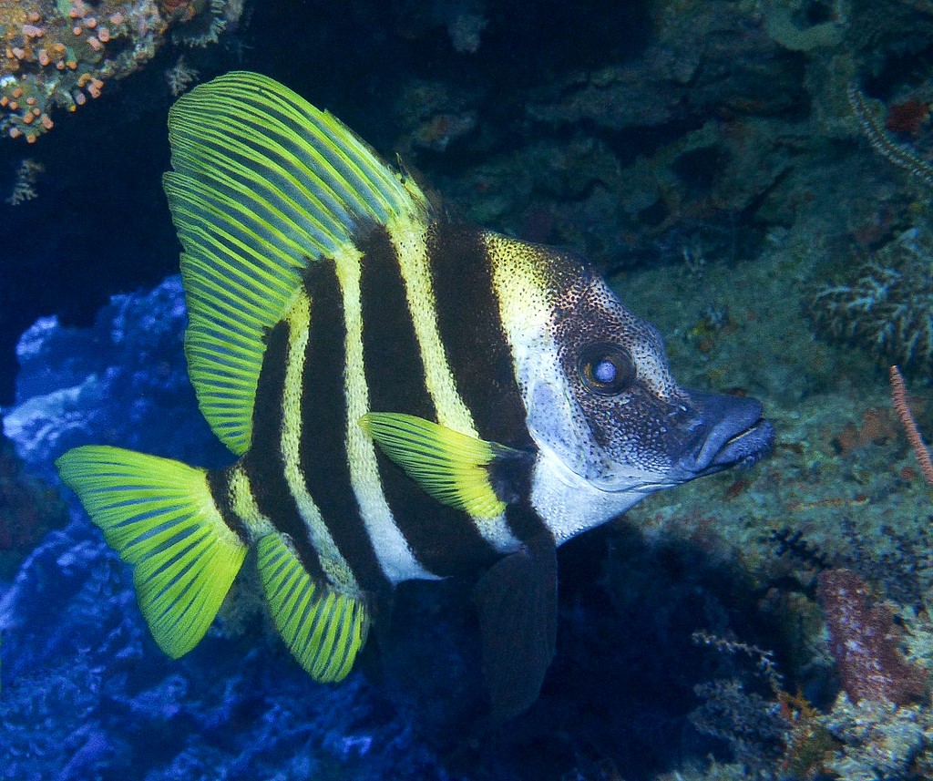 Evistias acutirostris Poisson-sanglier Nouvelle-Calédonie famille Pentacerotidae