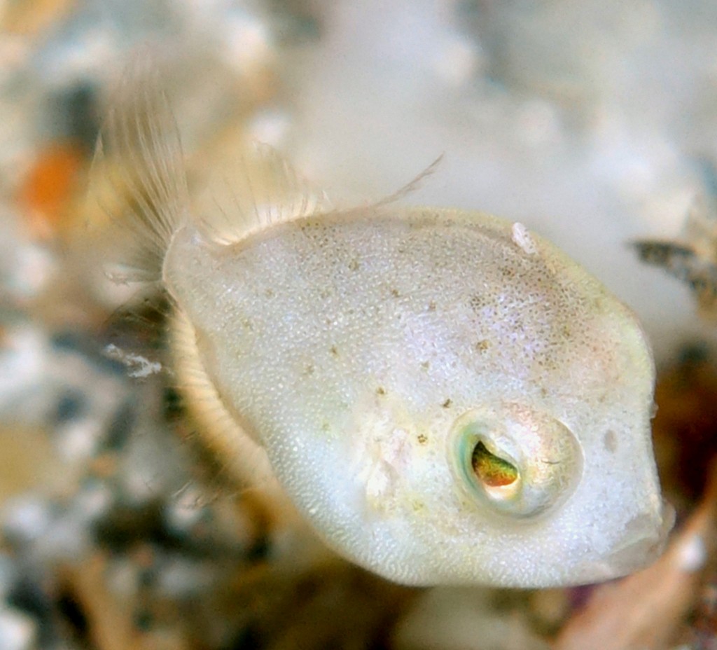 Brachaluteres jacksonianus Pigmy leatherjacket New Caledonia skin covered in velvety spinules