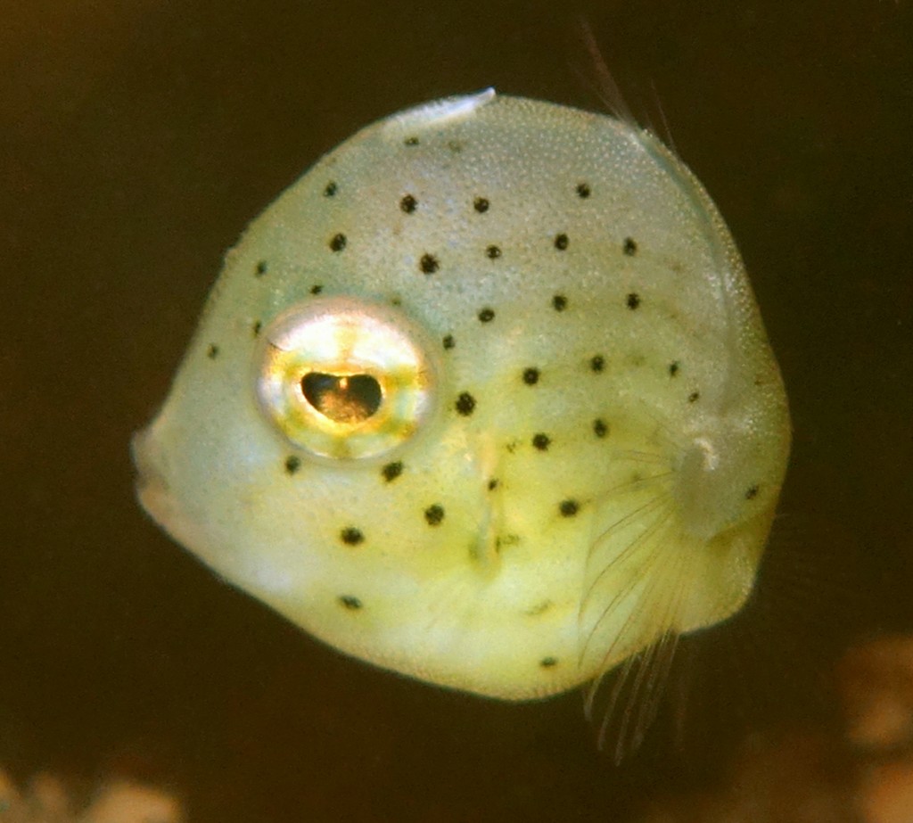 Brachaluteres jacksonianus Southern pygmy leatherjacket New Caledonia Monacanthidae Family