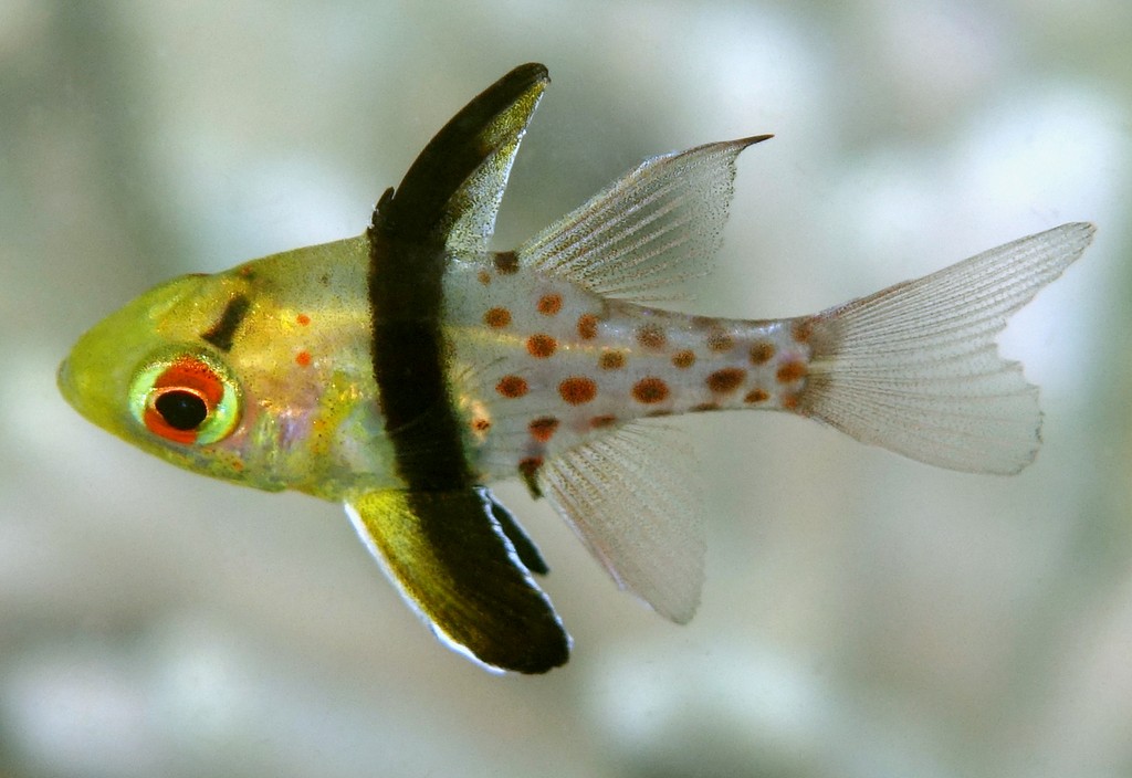 Sphaeramia nematoptera Manjû-ishimochi マンジュウイシモチ 少年 ニューカレドニア