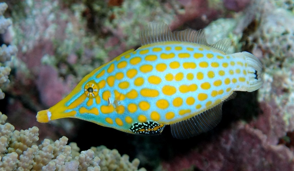 Oxymonacanthus longirostris Poisson lime à taches oranges Nouvelle-Calédonie aquarium récif lagon