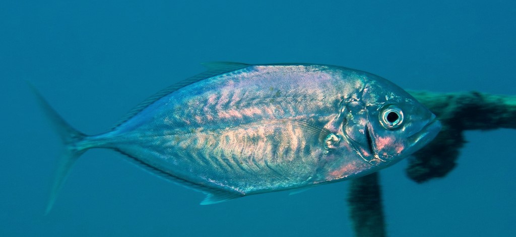 Craterognathus plagiotaenia Carangue à joues barrées Nouvelle-Calédonie Carangoides