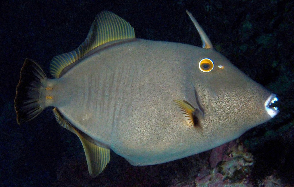 Cantherhines dumerilii Hakuseihagi ハクセイハギ ニューカレドニア