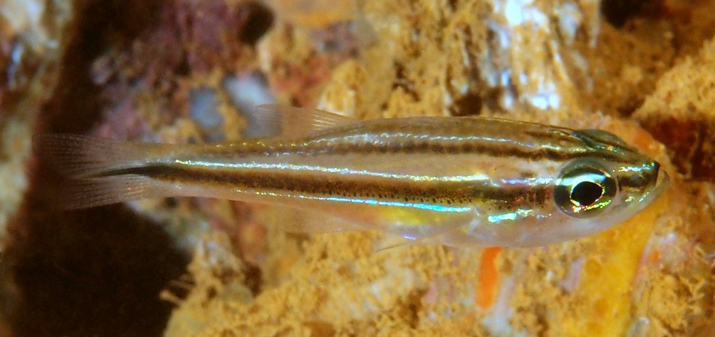 Ostorhinchus bryx Poisson cardinal des abyss Nouvelle-Calédonie