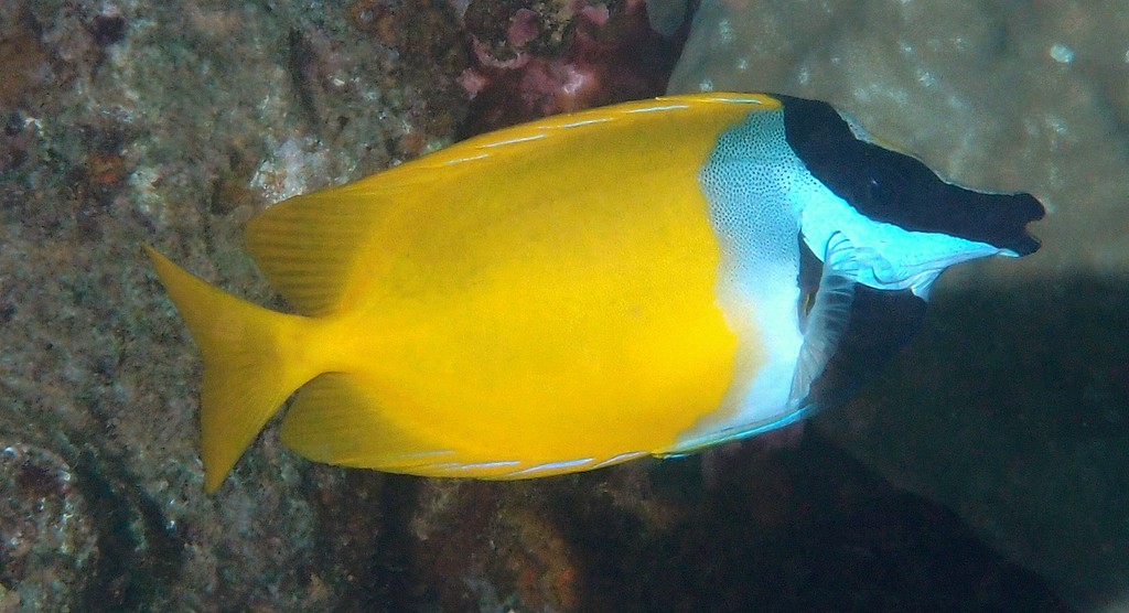 Siganus vulpinus Picot renard Nouvelle-Calédonie poisson du lagon