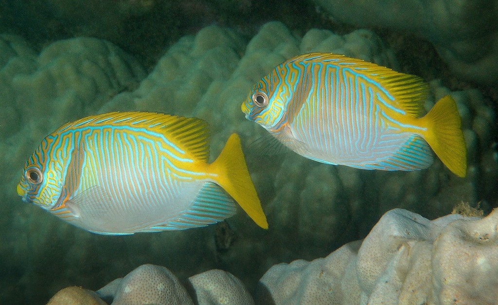Siganus doliatus Pez conejo rayado Nueva Caledonia
