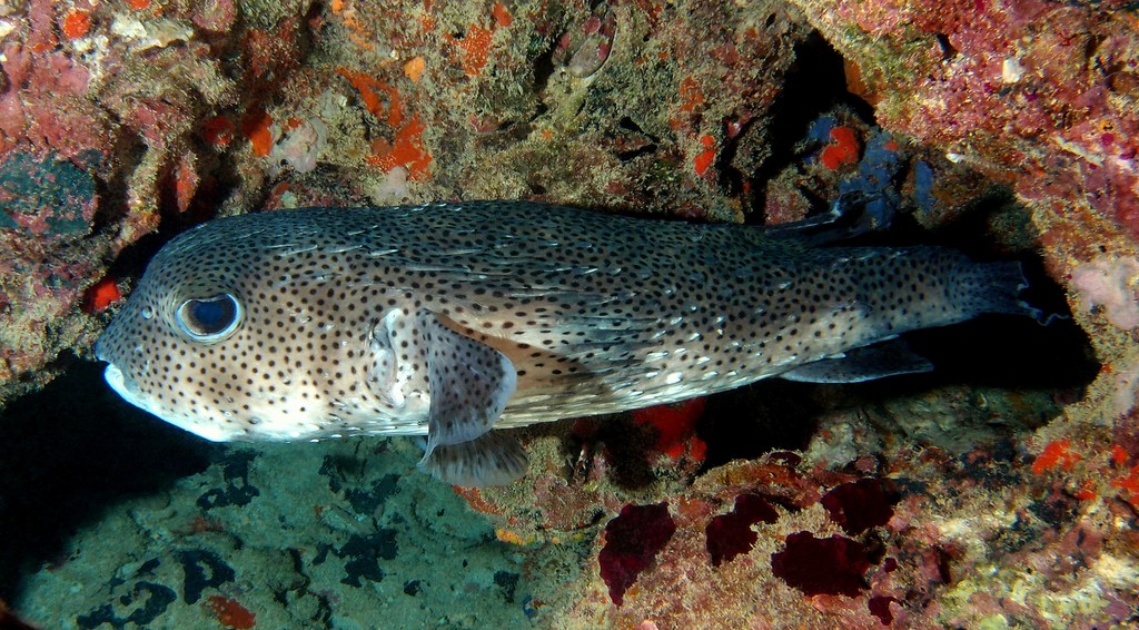 Diodon hystrix Black-spotted porcupinefish New Caledonia aquarium lagoon
