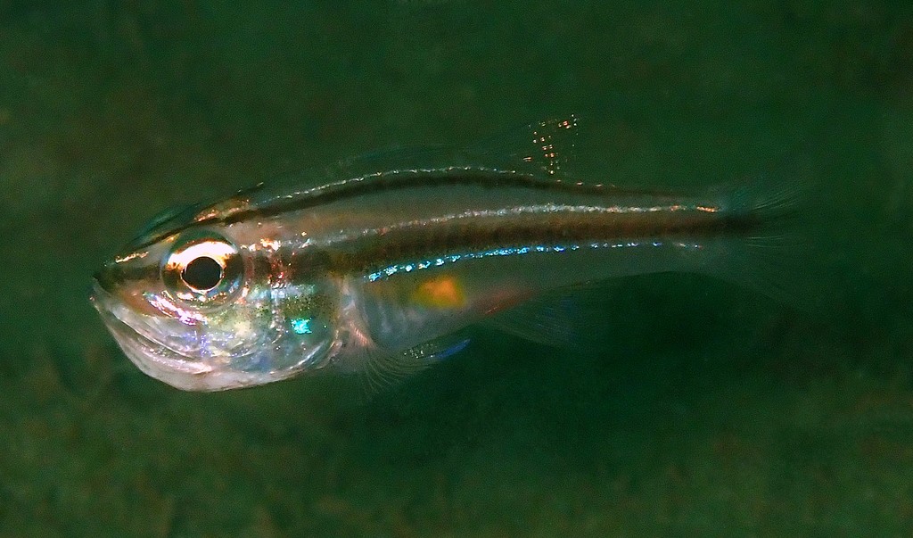 Ostorhinchus bryx Apogon des abyss Nouvelle-Calédonie point bleu sur l'opercule