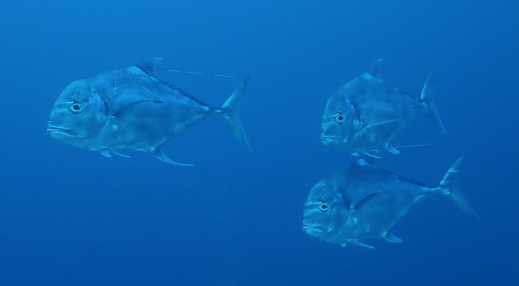 Alectis ciliaris Round-headed pennantfish New Caledonia Circumglobal in tropical, subtropical and temperate seas
