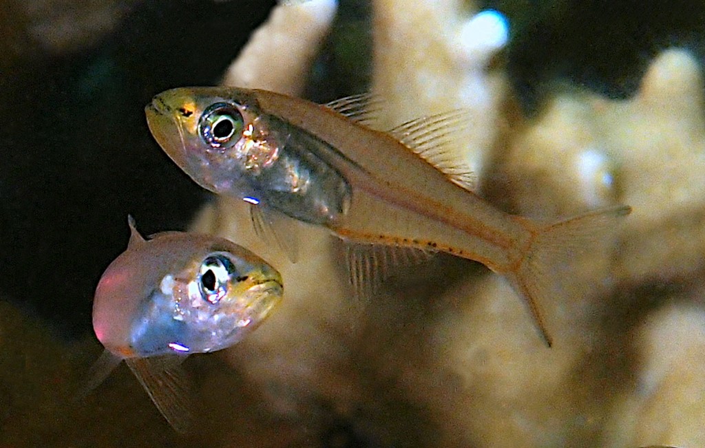 Verulux cypselurus Apogon à queue d'hirondelle Nouvelle-Calédonie