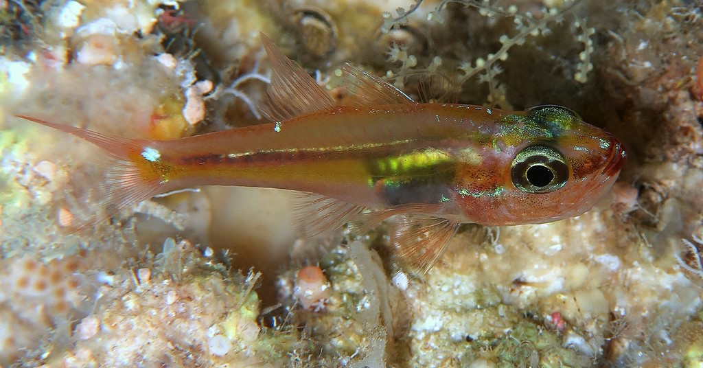 Ostorhinchus melanoproctus Poisson cardinal à ventre noir Nouvelle-Calédonie Apogoninae