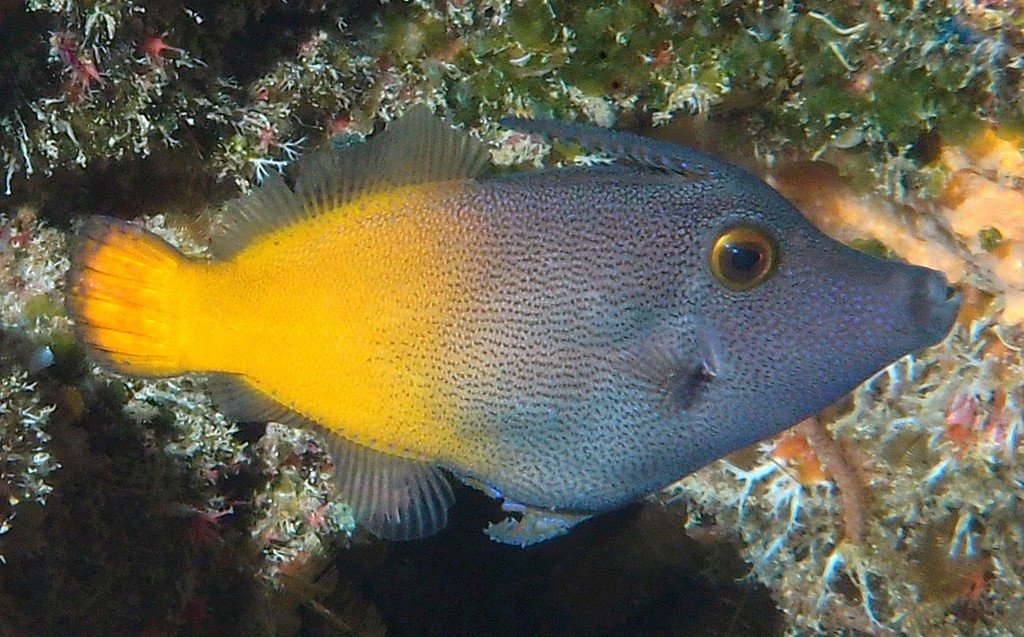Pervagor aspricaudus Johnston Nishikikawa Hagi ジョンストンニシキカワハギ ニューカレドニア