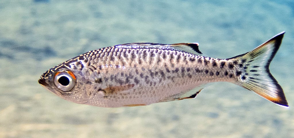 KUHLIA MARGINATA - (CUVIER, 1829)