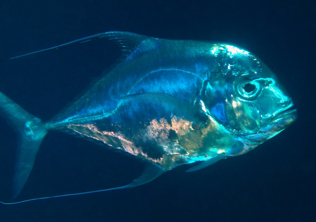 Alectis ciliaris Carangue à plumes Nouvelle-Calédonie poisson du large