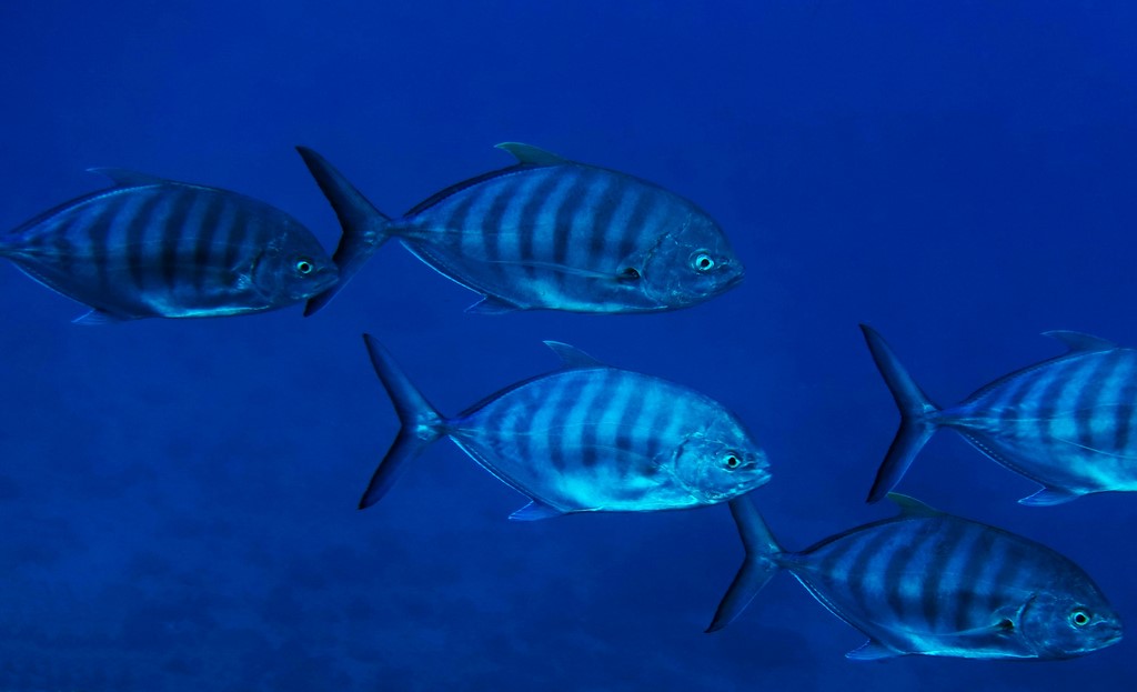 Ferdauia ferdau Carangue à barres Nouvelle-Calédonie